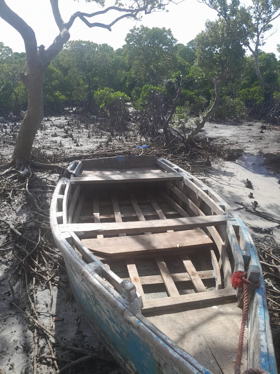 Fishing boat resting among mangrove roots at low tide
