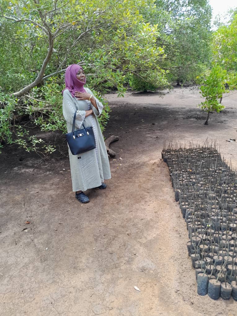 Mangrove seedlings in a coastal nursery