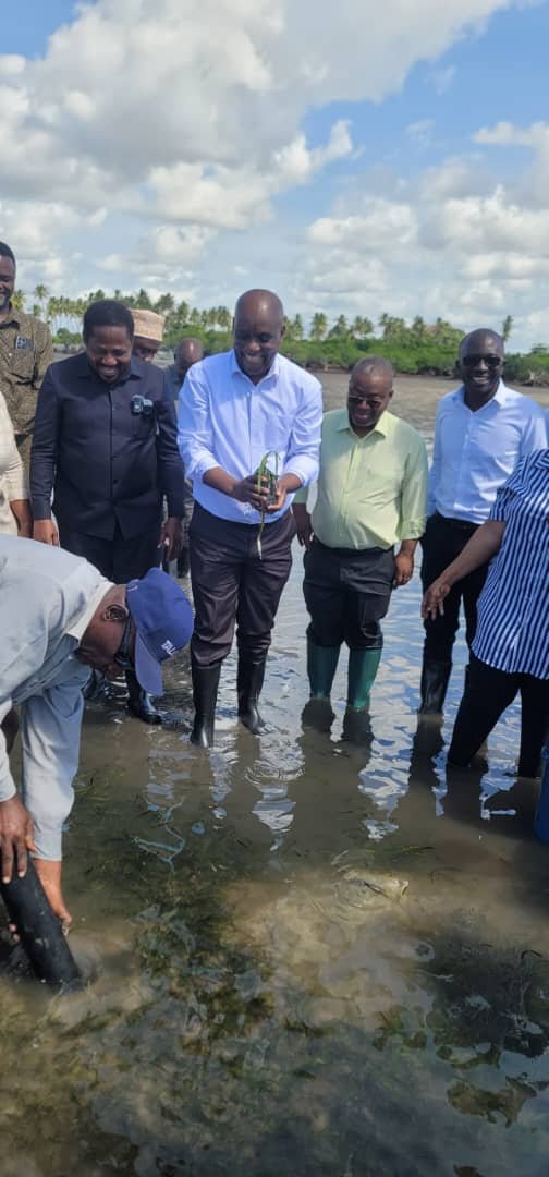 Team standing in shallow water inspecting restored seagrass beds